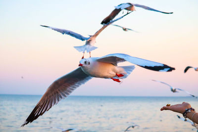 Seagulls flying over sea