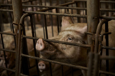 Pig in cage at animal pen