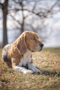 Dog relaxing on field