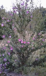 Close-up of pink flowering plants against sky