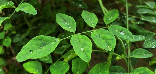 Close-up of raindrops on leaves