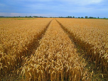 Scenic view of agricultural field against sky