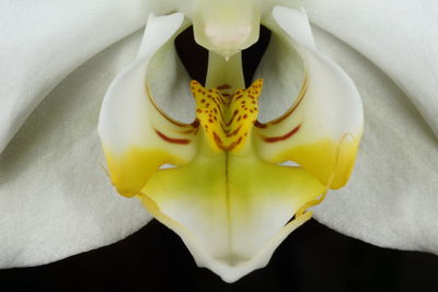 Close-up of yellow flowers