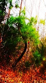 Plants growing in forest