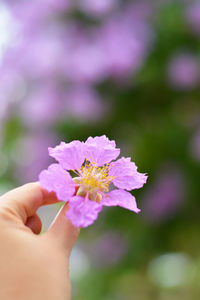 Close-up of hand holding pink flower