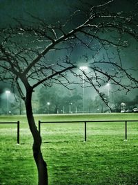 Trees on grassy field