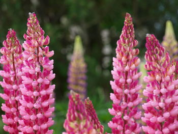 Close-up of pink flowers blooming outdoors