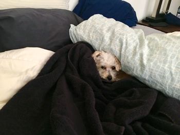 Low section of dog relaxing on bed