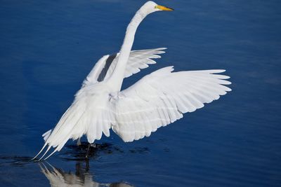 Snowy egret flapping wings in river