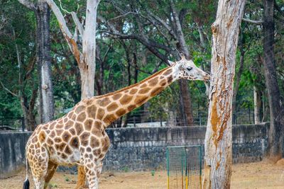 Low angle view of giraffe feeding on plant bark at zoo