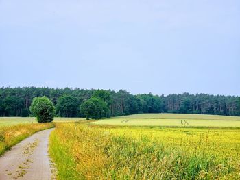 Scenic view of field against clear sky