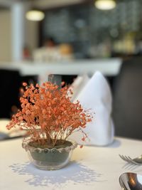 Close-up of flower pot on table