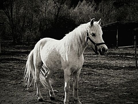 horse, domestic animals, animal themes, one animal, mammal, livestock, field, outdoors, day, tree, standing, no people, nature