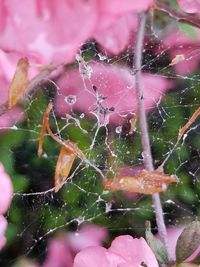 Close-up of wet spider web on plant