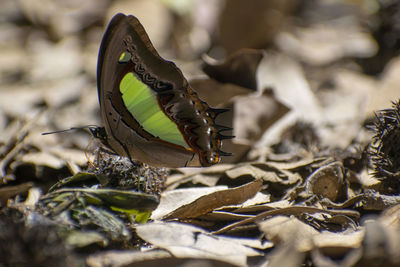 Close-up of butterfly on dry leaves