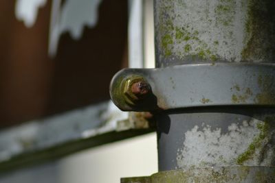 Close-up of rusty metallic object