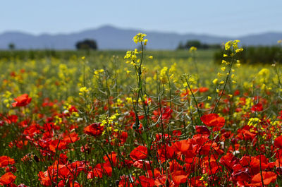 Close-up of flowering plants on field against sky