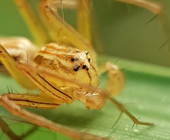 Close-up of insect on plant