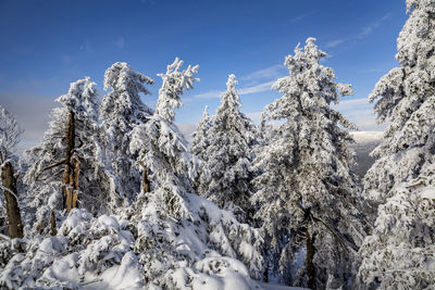 Snow covered plants against sky