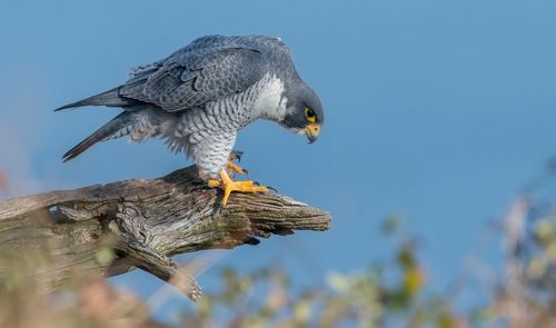 Close-up of eagle perching on tree trunk against sky