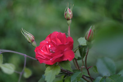Close-up of red rose