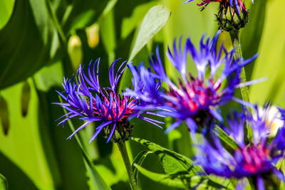 Close-up of purple flowering plant