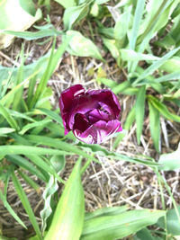 Close-up of purple crocus flower on field
