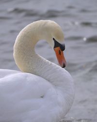 Close-up of swan swimming on lake