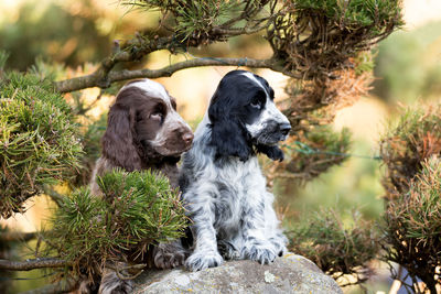 View of a dog looking away