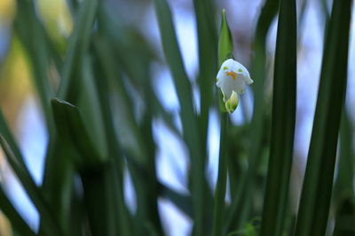 Close-up of white flowering plant