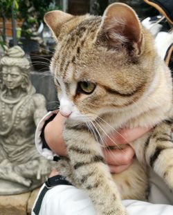 Close-up of hand holding cat