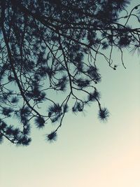 Low angle view of trees