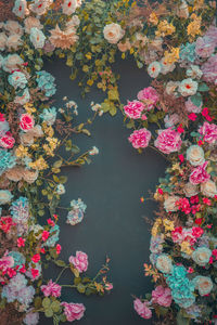 Close-up of pink flowering plants