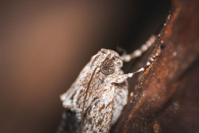 Close-up of dry plant during winter