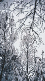 Low angle view of frozen tree against sky