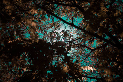 Low angle view of flowering trees in forest