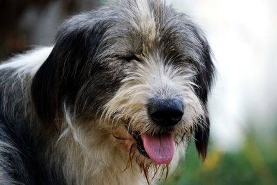 Close-up portrait of a dog