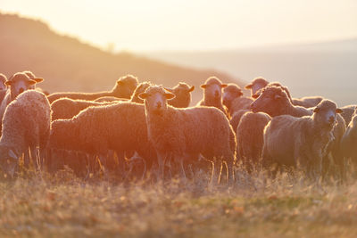 View of sheep on field