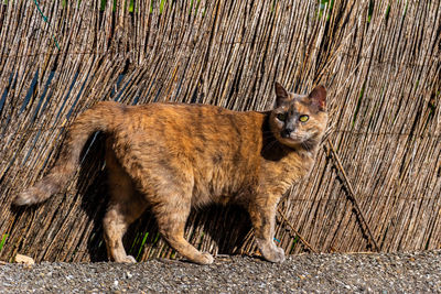 Portrait of cat standing on wood