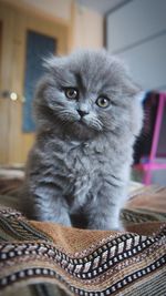 Close-up portrait of cat at home