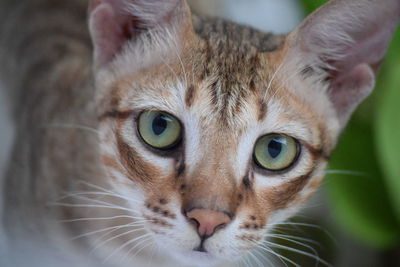 Close-up portrait of cat