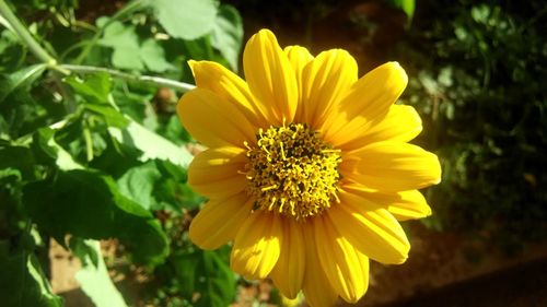 Close-up of honey bee on yellow flower