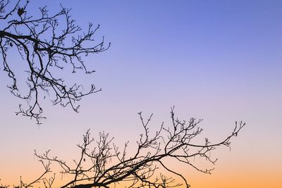 Low angle view of bare tree against clear blue sky