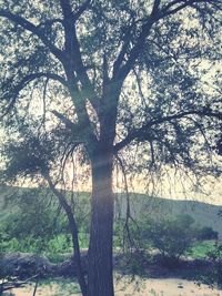 Trees in forest