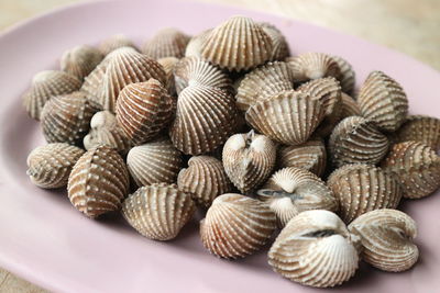 Close-up of shells