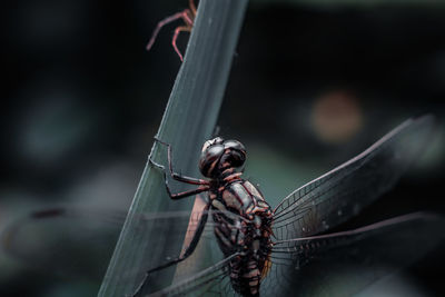 Close-up of dragonfly on plant