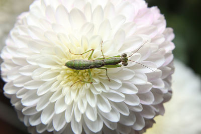 Close-up of an insect on white flower