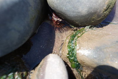 Close-up of turtle in water