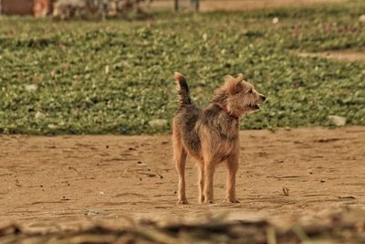 Dog running on field