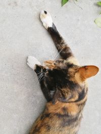 High angle view of cat